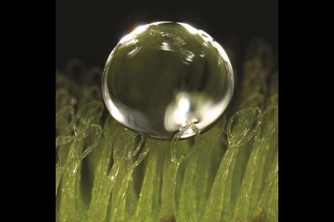 Water droplet on eggbeater-shaped superhydrophobic trichomes - Figure 1b - Full image